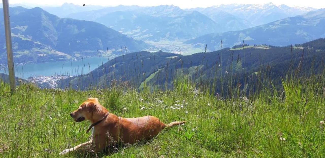 Pension Alpenrose Zell am See Exterior photo